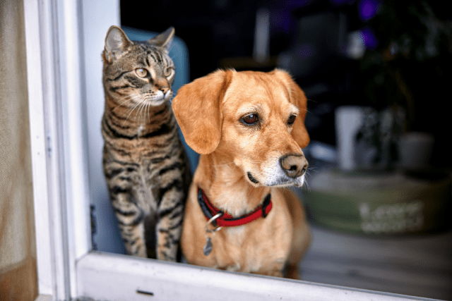 So sieht es aus, wenn sich Hund und Katze aneinander gewöhnen.