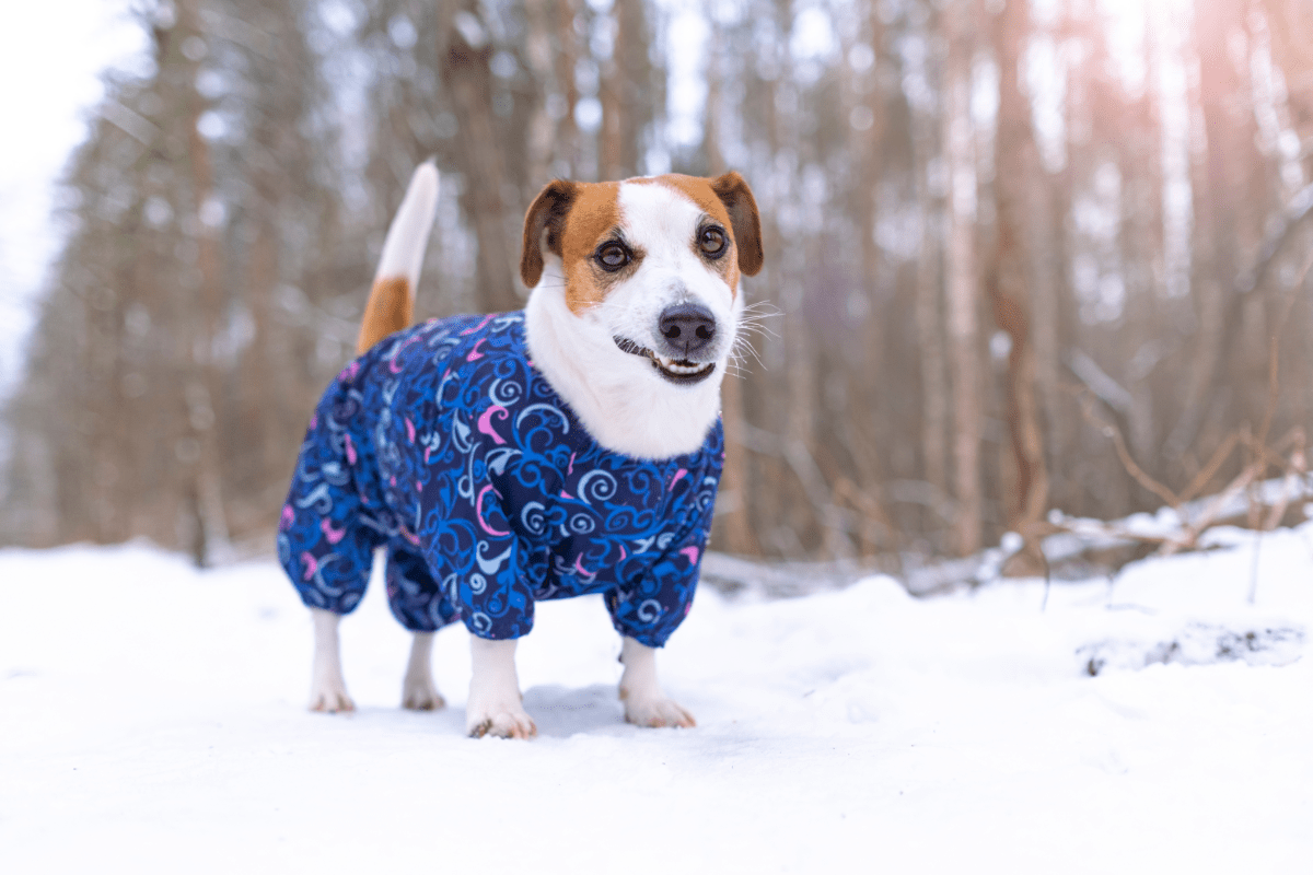 Gassi gehen im Winter – mit der richtigen Pfotenpflege kein Problem