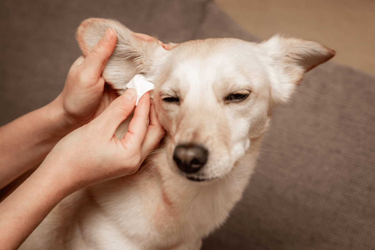 Ein Hund mit einer Ohrenentzündung hält den Kopf schief. 