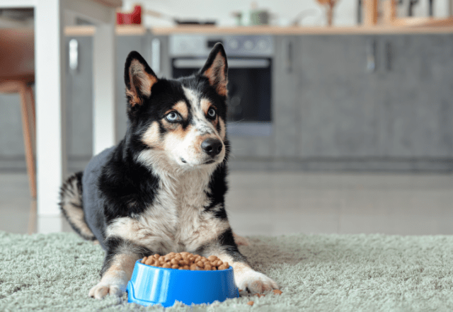 Wenn der Hund nicht frisst, kann Stress ein Grund sein.