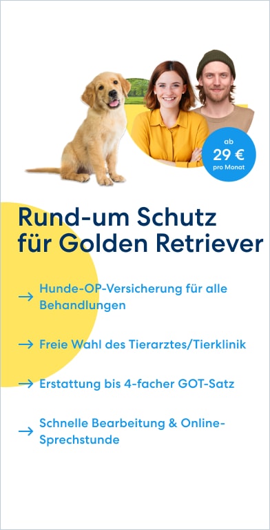 Golden Retriever Hundekrankenversicherung