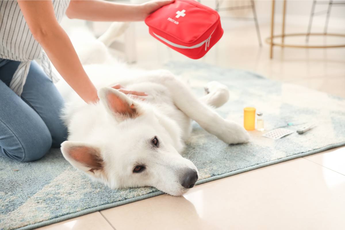 Die 5 besten Erste-Hilfe-Sets für Hunde »