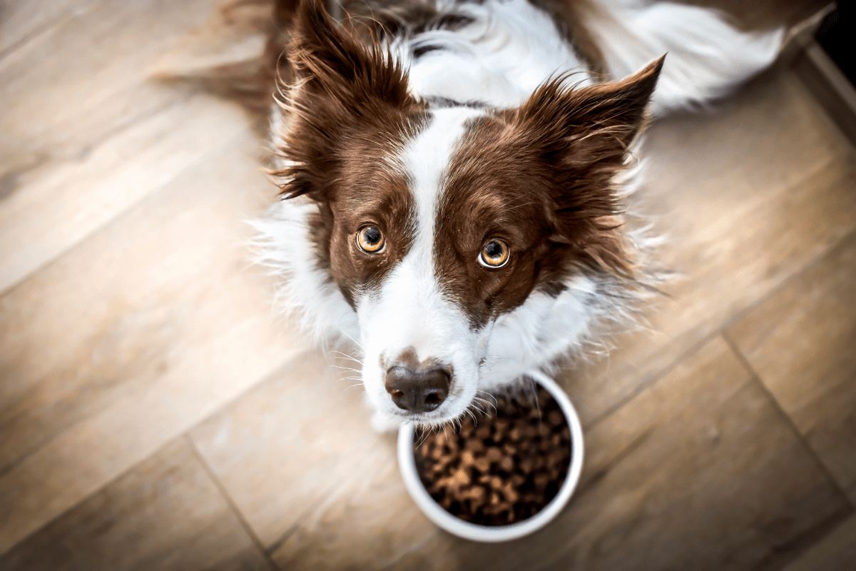 Gesunde Hunde-Ernährung stärkt das Immunsystem Ihres Vierbeiners