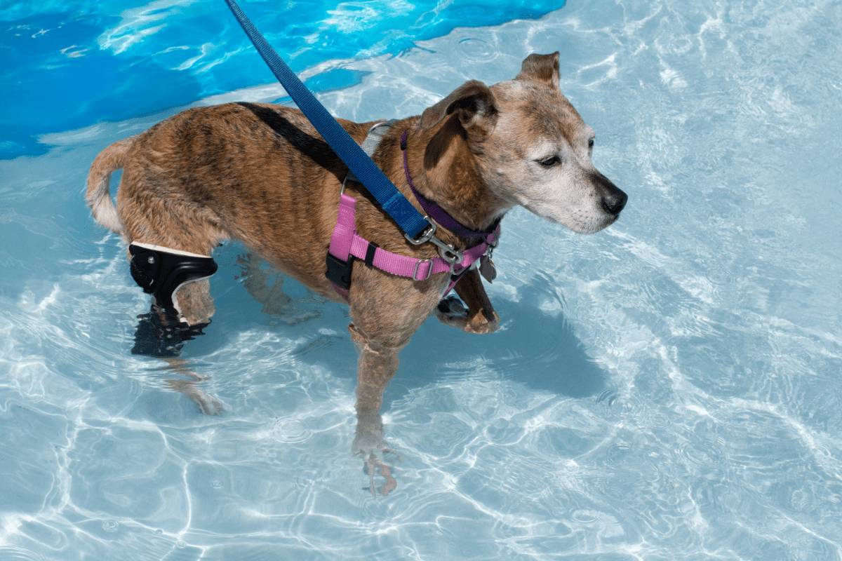 Ein Tierarzt kann den Kreuzbandriss beim Hund bandagieren