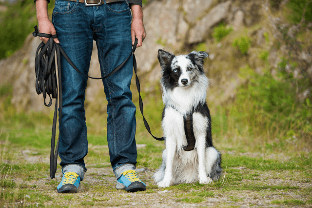 Welpen-Training in der Hundeschule.