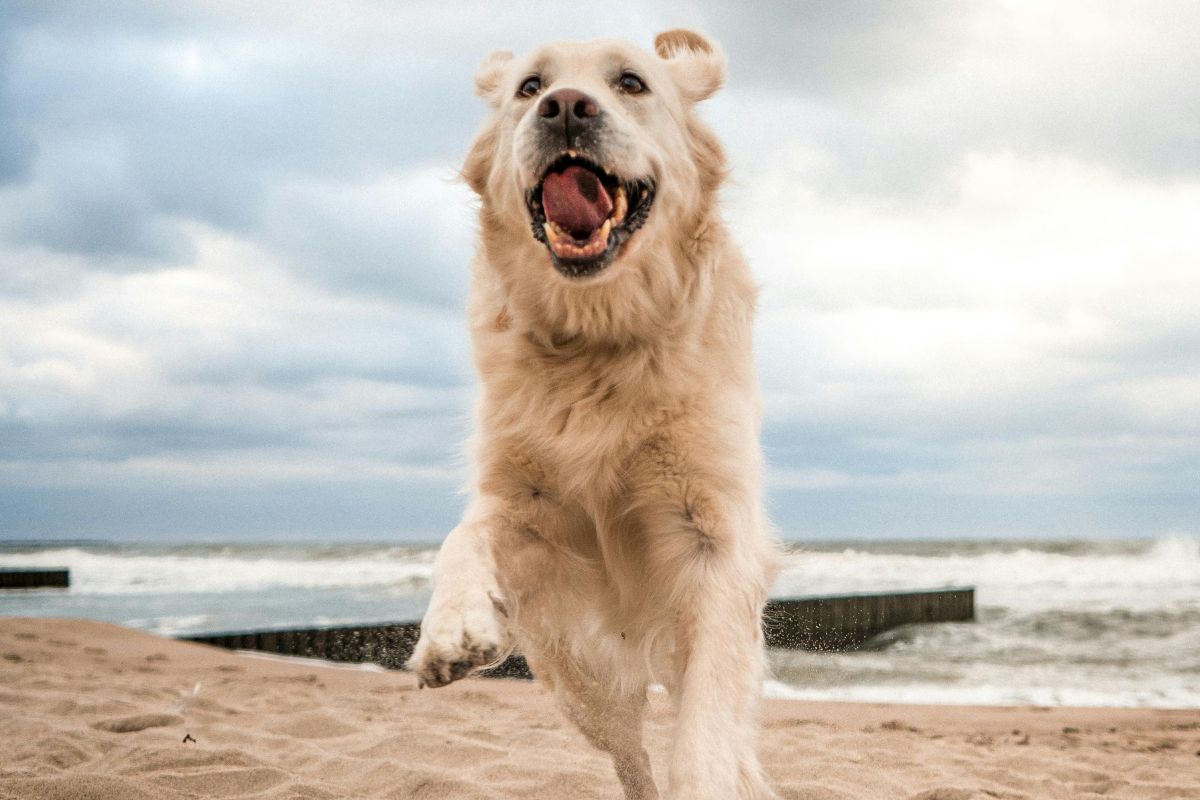 Wer seinen Hund mit ins Ausland nimmt, für den kann eine Hundekrankenversicherung sinnvoll sein.