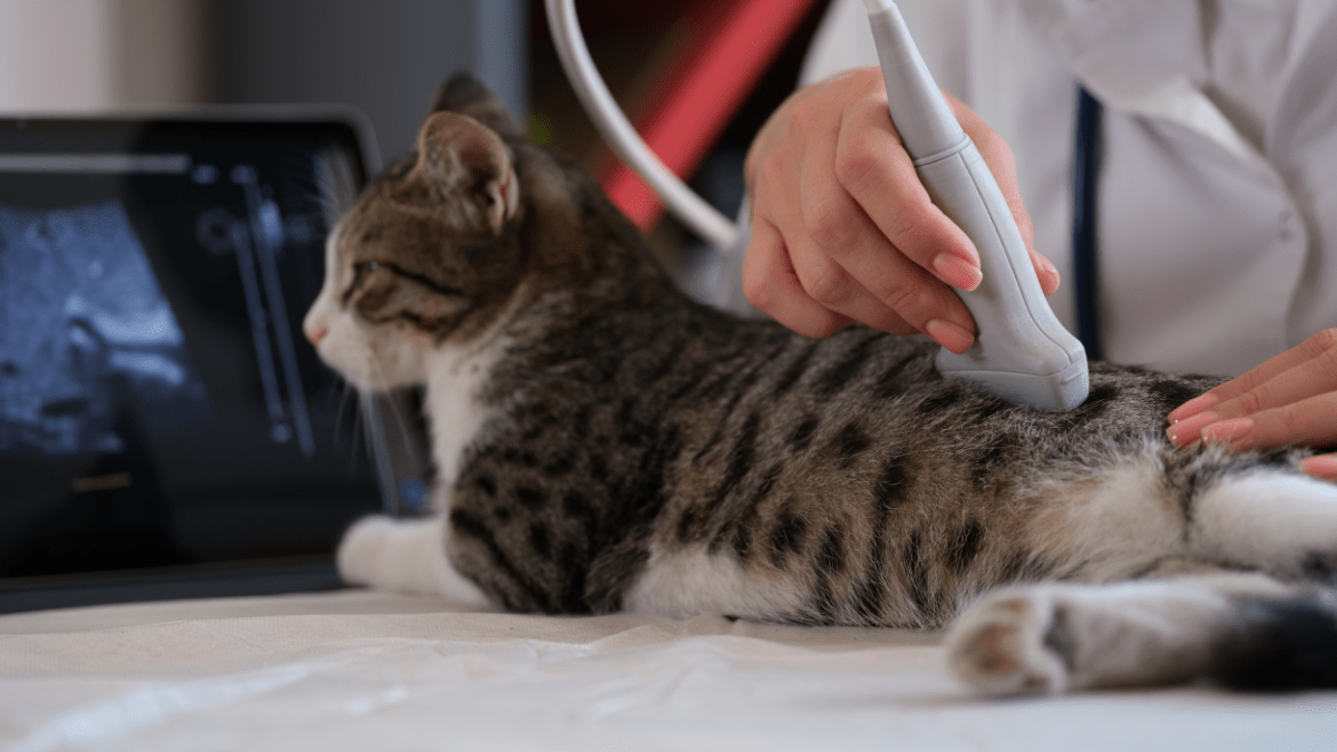 Das A und O bei nierenkranken Katzen: die richtige Ernährung