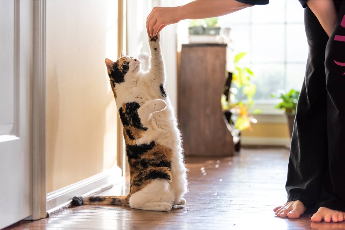 Katze Erziehen – Die Besten Tipps Für Sie