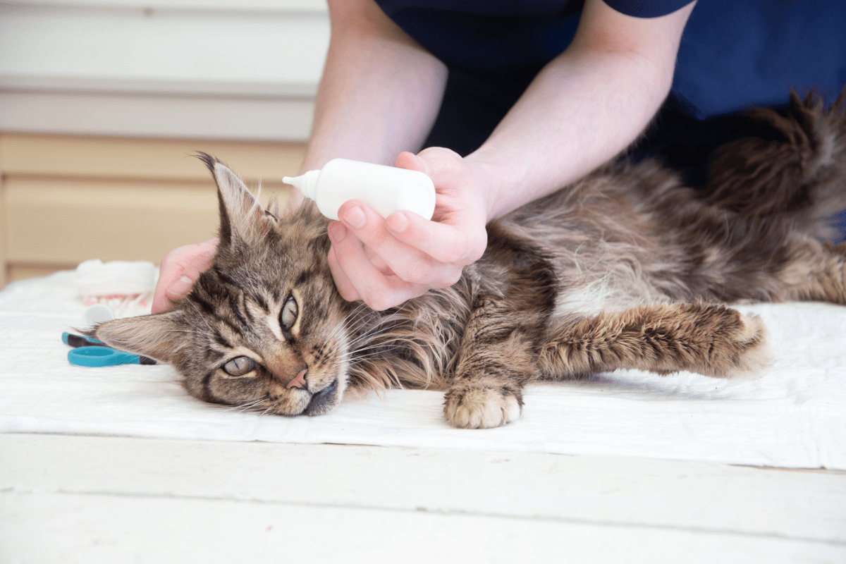 Bei Milbenbefall kratzt sich eine Katze besonders häufig.